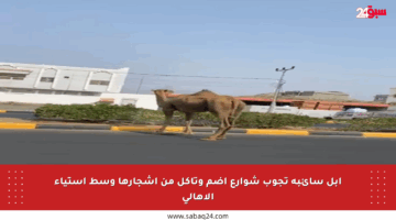 إبل سائبة تجوب شوارع أضم وتأكل من أشجارها وسط استياء الأهالي